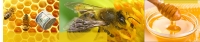 HoneyMoney1.jpg