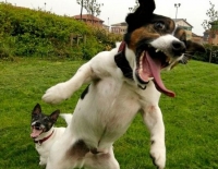 Crazy-Dog.jpg