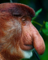crazy-monkey.jpg