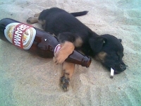 Drinking_Puppy.jpg